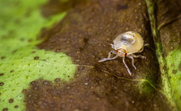 Spinnkvalster på löv