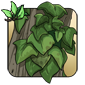 Ivy