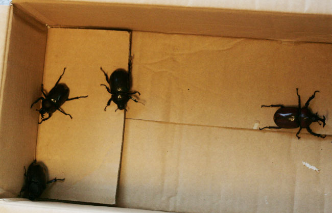 合計: オス2匹とメス2匹